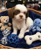 Yoda, a male Shih Tzu for sale in New Port Richey, FL – 2 of 2