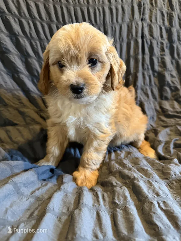 Vaughn – Miniature Goldendoodle puppy for sale in New Port Richey, FL