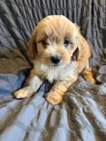 Vaughn, a male Miniature Goldendoodle for sale in New Port Richey, FL – Photo 3 of 4