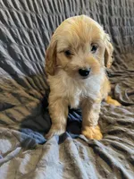 Vaughn, a male Miniature Goldendoodle for sale in New Port Richey, FL – Photo 4 of 4