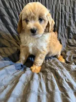 Vaughn, a male Miniature Goldendoodle for sale in New Port Richey, FL – Photo 2 of 4
