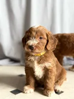 Emery, a female Miniature Goldendoodle for sale in New Port Richey, FL – 3 of 3