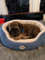 Ira, a male Cockapoo for sale in New Port Richey, FL – 3 of 3