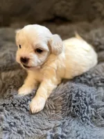 Zarah Tcup, a female Maltipoo for sale in New Port Richey, FL – Photo 3 of 3