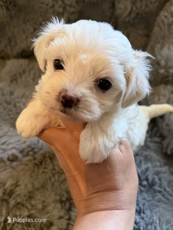 Zarah Tcup – Maltipoo puppy for sale in New Port Richey, FL