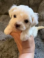 Zarah Tcup, a female Maltipoo for sale in New Port Richey, FL – Photo 1 of 3