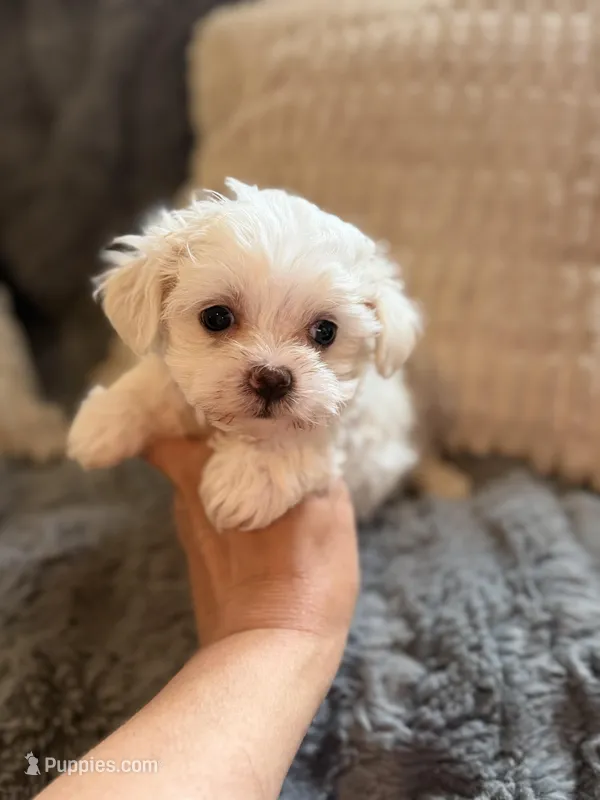 Zarah Tcup – Maltipoo puppy for sale in New Port Richey, FL