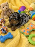 Quick, a male Miniature Dachshund for sale in New Port Richey, FL – 2 of 4
