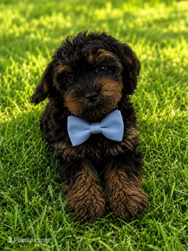 Kingsley – Yorkipoo, Poodle - Toy  puppy for sale in New Port Richey, FL