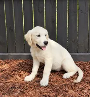 Violet, a female Golden Retriever and English Cream Golden Retriever for sale in New Port Richey, FL – 3 of 3