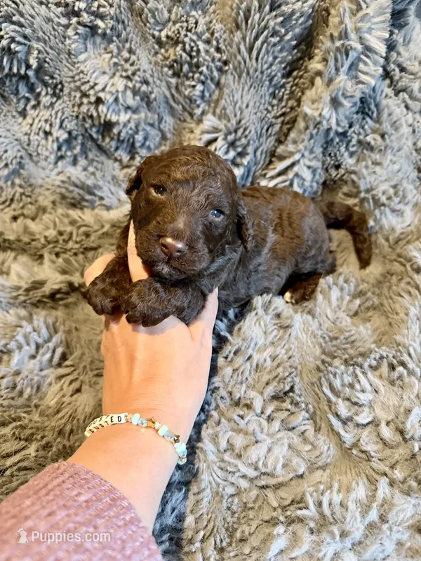 George – Miniature Goldendoodle puppy for sale in New Port Richey, FL