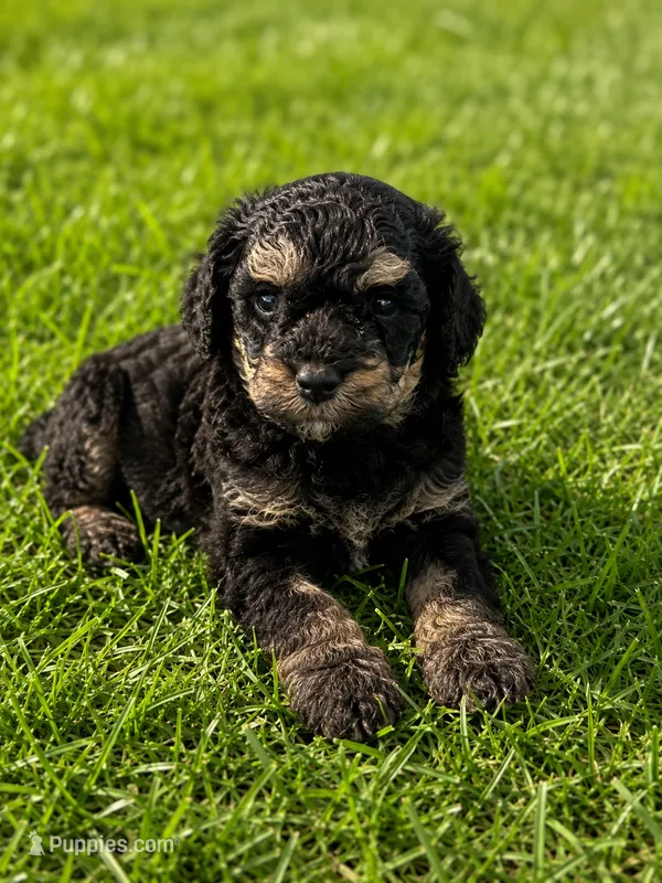 Ivan – Cockapoo puppy for sale in New Port Richey, FL