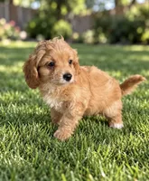 Tobias, a female Miniature Bernedoodle for sale in New Port Richey, FL – 2 of 2