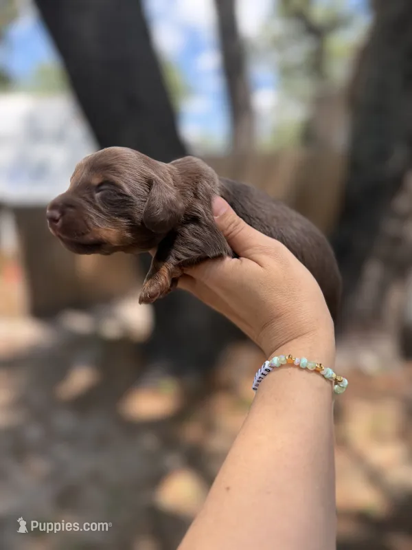 Johnny – Miniature Dachshund puppy for sale in New Port Richey, FL