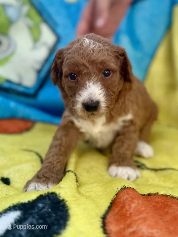 Emmett – Miniature Goldendoodle puppy for sale in New Port Richey, FL
