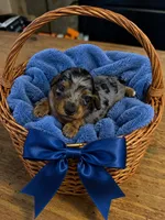 Quick, a male Miniature Dachshund for sale in New Port Richey, FL – 3 of 4