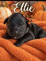 Ellie Mini F1bb, a female Poodle - Miniature  and Sheepadoodle for sale in New Port Richey, FL – 2 of 2