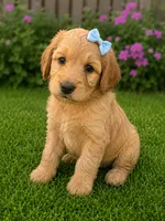 Bree, a female Aussiedoodle and Poodle - Standard  for sale in New Port Richey, FL – 1 of 3