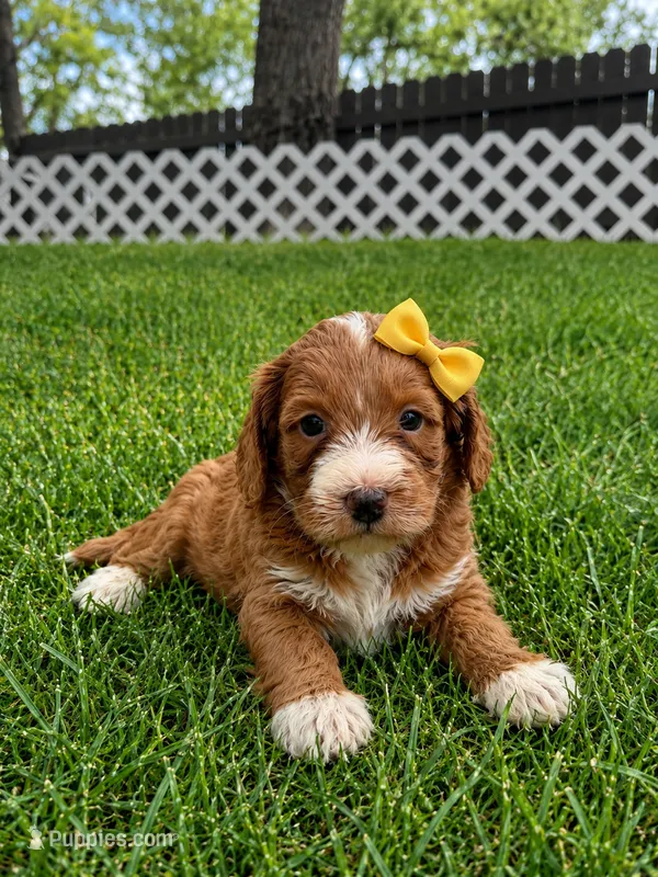 Esme – Miniature Goldendoodle puppy for sale in New Port Richey, FL
