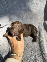 George, a male Miniature Goldendoodle for sale in New Port Richey, FL – 2 of 8