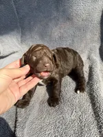 George, a male Miniature Goldendoodle for sale in New Port Richey, FL – 7 of 8