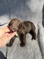 George, a male Miniature Goldendoodle for sale in New Port Richey, FL – 6 of 8