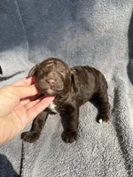 George, a male Miniature Goldendoodle for sale in New Port Richey, FL – 5 of 8
