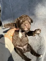George, a male Miniature Goldendoodle for sale in New Port Richey, FL – 4 of 8