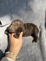 George, a male Miniature Goldendoodle for sale in New Port Richey, FL – 8 of 8