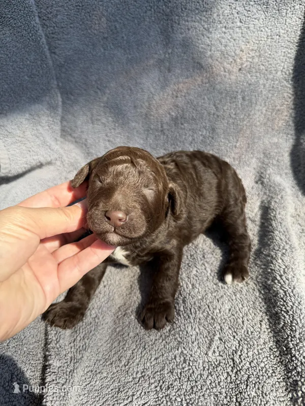 George – Miniature Goldendoodle puppy for sale in New Port Richey, FL