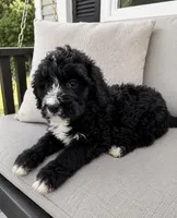 Ryker, a male Bernedoodle for sale in New Port Richey, FL – 3 of 3