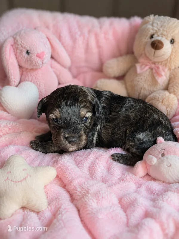 Olivia Toy Aussiedoodle – Miniature Aussiedoodle puppy for sale in New Port Richey, FL