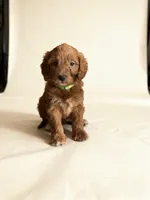Edison, a male Miniature Goldendoodle for sale in New Port Richey, FL – 2 of 2