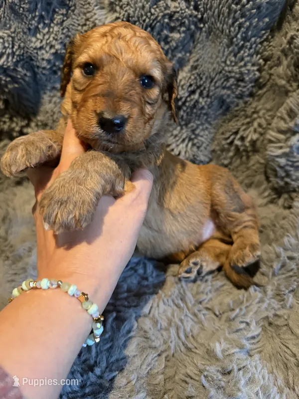 Bowan – Aussiedoodle, Poodle - Standard  puppy for sale in New Port Richey, FL