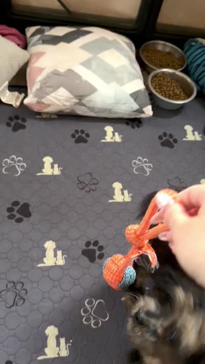 Taliyah, a female Miniature Bernedoodle for sale in New Port Richey, FL – 8 of 8