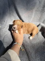Eli, a male Miniature Goldendoodle for sale in New Port Richey, FL – 2 of 7