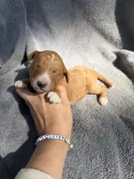 Eli, a male Miniature Goldendoodle for sale in New Port Richey, FL – 6 of 7