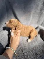 Eli, a male Miniature Goldendoodle for sale in New Port Richey, FL – 4 of 7