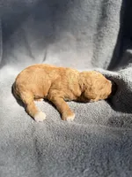 Eli, a male Miniature Goldendoodle for sale in New Port Richey, FL – 5 of 7