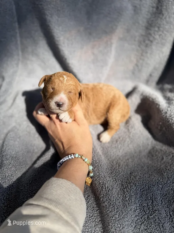 Eli – Miniature Goldendoodle puppy for sale in New Port Richey, FL