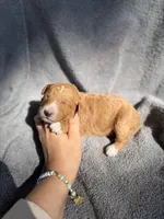 Eli, a male Miniature Goldendoodle for sale in New Port Richey, FL – 3 of 7