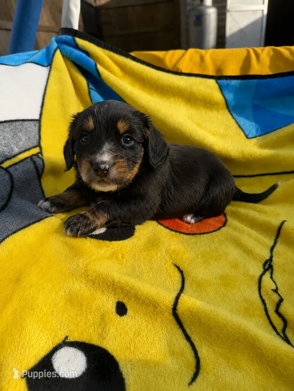Flick AKC – Miniature Dachshund puppy for sale in New Port Richey, FL