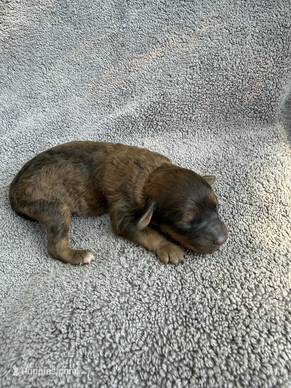 Ira – Cockapoo puppy for sale in New Port Richey, FL