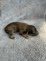 Ira, a male Cockapoo for sale in New Port Richey, FL – Photo 3 of 3