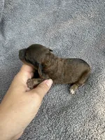 Ira, a male Cockapoo for sale in New Port Richey, FL – Photo 2 of 3