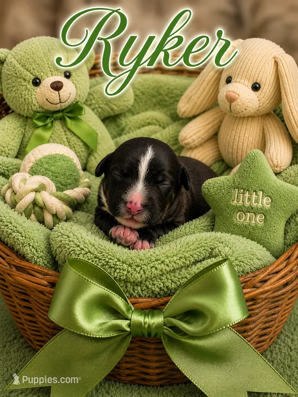 Ryker – Bernedoodle puppy for sale in New Port Richey, FL