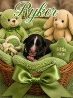 Ryker, a male Bernedoodle for sale in New Port Richey, FL – 1 of 1