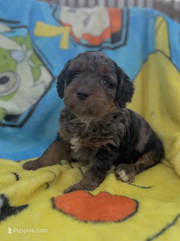 Cosmo F1bb – Miniature Bernedoodle puppy for sale in New Port Richey, FL