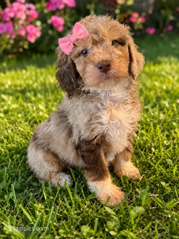 Bronte – Aussiedoodle, Poodle - Standard  puppy for sale in New Port Richey, FL