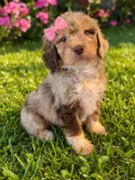Bronte, a female Aussiedoodle and Poodle - Standard  for sale in New Port Richey, FL – 1 of 2